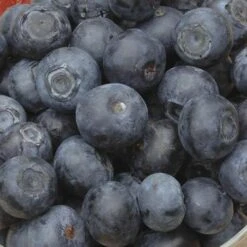 Blueberry Collection With Decorative Pots -Yougarden Shop 310082 2