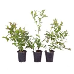 Blueberry Collection With Decorative Pots -Yougarden Shop 310082 6