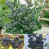 The Complete Blueberry Growing Kit -Yougarden Shop 310083