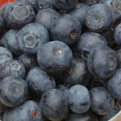 The Complete Blueberry Growing Kit -Yougarden Shop 310083 3