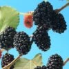 Morus Rotundiloba 'Mojoberry' Dwarf Mulberry -Yougarden Shop 310092