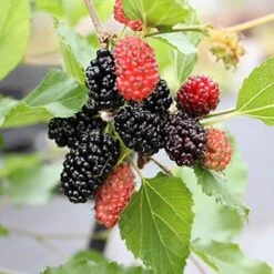 Morus Rotundiloba 'Mojoberry' Dwarf Mulberry -Yougarden Shop 310092 1