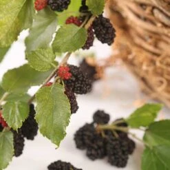Morus Rotundiloba 'Mojoberry' Dwarf Mulberry -Yougarden Shop 310092 2