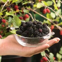 Morus Rotundiloba 'Mojoberry' Dwarf Mulberry -Yougarden Shop 310092 3