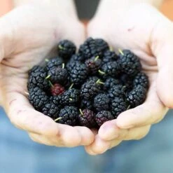 Morus Rotundiloba 'Mojoberry' Dwarf Mulberry -Yougarden Shop 310092 4