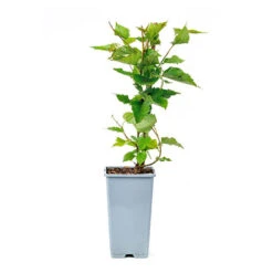 Morus Rotundiloba 'Mojoberry' Dwarf Mulberry -Yougarden Shop 310092 8