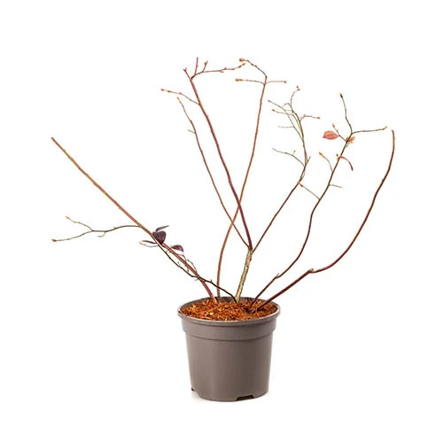 Blueberry Vaccinium (mid Season) 5 Blueberry Vaccinium (mid Season) - Image 3