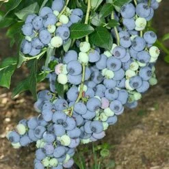 Complete Blueberry Vaccinium Kit -Yougarden Shop 310123 2