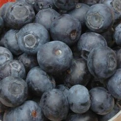 Complete Blueberry Vaccinium Kit -Yougarden Shop 310123 4