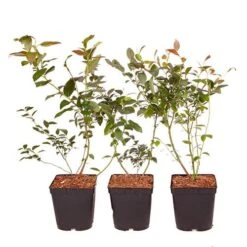 Complete Blueberry Vaccinium Kit -Yougarden Shop 310123 5