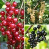 Currant 'Summer Pearls' Collection 2 Currant 'Summer Pearls' Collection -Yougarden Shop 310170