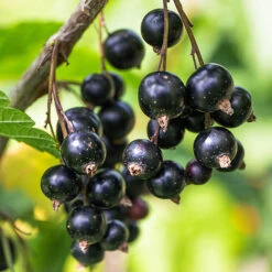 Currant 'Summer Pearls' Collection -Yougarden Shop 310170 3