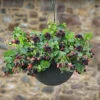 Set Of 3 Trailing Blackberry 'Black Cascade' -Yougarden Shop 310180