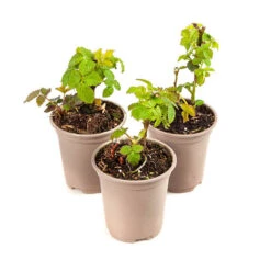 Set Of 3 Trailing Blackberry 'Black Cascade' 7 Set Of 3 Trailing Blackberry 'Black Cascade' -Yougarden Shop 310180 2