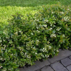 Blueberry BerryBux -Yougarden Shop 310186 2