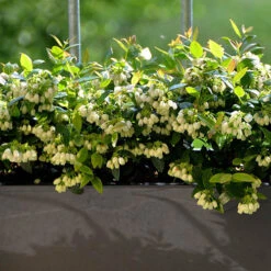 Blueberry BerryBux -Yougarden Shop 310186 3