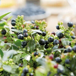 Blueberry BerryBux -Yougarden Shop 310186 5
