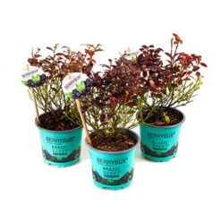 Blueberry BerryBux -Yougarden Shop 310186 6