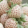 White Strawberry (Pineberry) 'White Dream' -Yougarden Shop 320015