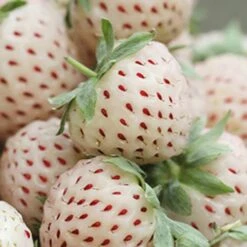 White Strawberry (Pineberry) 'White Dream'