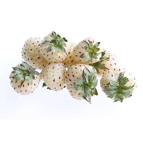 White Strawberry (Pineberry) 'White Dream' 4 White Strawberry (Pineberry) 'White Dream' - Image 2