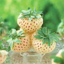 White Strawberry (Pineberry) 'White Dream' 9 White Strawberry (Pineberry) 'White Dream' -Yougarden Shop 320015 2