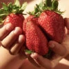 Strawberry 'Sweet Colossus' -Yougarden Shop 320074