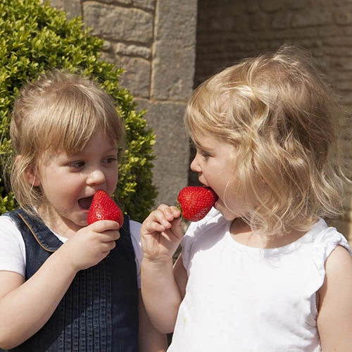 Strawberry 'Sweet Colossus' 4 Strawberry 'Sweet Colossus' - Image 2