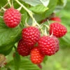 Raspberry Long-Cane -Yougarden Shop 330002