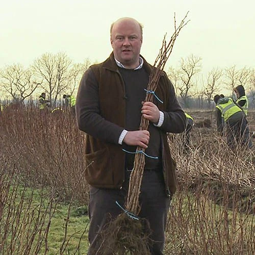 Raspberry Long-Cane 6 Raspberry Long-Cane - Image 4