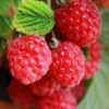Patio Raspberry 'Sweet Sunshine' 1 Patio Raspberry 'Sweet Sunshine' -Yougarden Shop 330052