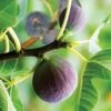 Hardy Fig 'Brown Turkey' -Yougarden Shop 340029