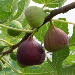 Hardy Fig 'Brown Turkey' 12 Hardy Fig 'Brown Turkey' -Yougarden Shop 340029 2