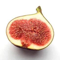 Hardy Fig 'Brown Turkey' 13 Hardy Fig 'Brown Turkey' -Yougarden Shop 340029 3