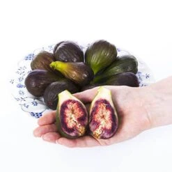 Hardy Fig 'Brown Turkey' 14 Hardy Fig 'Brown Turkey' -Yougarden Shop 340029 4
