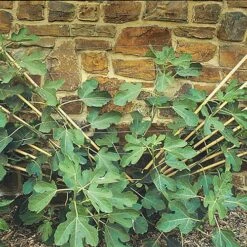 Hardy Fig 'Brown Turkey' 15 Hardy Fig 'Brown Turkey' -Yougarden Shop 340029 5