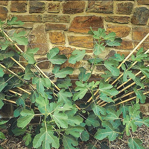 Hardy Fig 'Brown Turkey' 8 Hardy Fig 'Brown Turkey' - Image 6