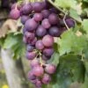 Red Grape Vine 2 Red Grape Vine -Yougarden Shop 340035