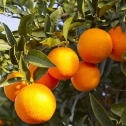 'Mandarin' Citrus -Yougarden Shop 340043 2