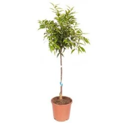 'Mandarin' Citrus -Yougarden Shop 340043 3