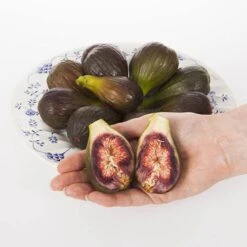 Fig 'Brown Turkey' Standard -Yougarden Shop 340057 4