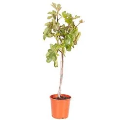Fig 'Brown Turkey' Standard -Yougarden Shop 340057 5