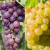 Pair Of Table Grape Vines -Yougarden Shop 340070