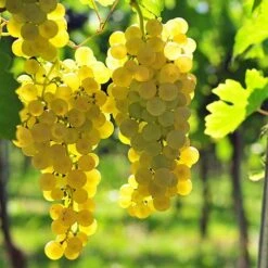 Pair Of Table Grape Vines -Yougarden Shop 340070 2