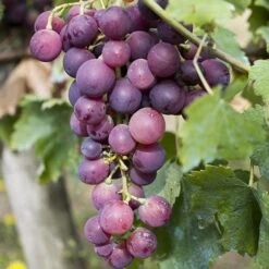 Pair Of Table Grape Vines -Yougarden Shop 340070 3