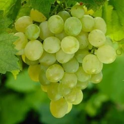 Pair Of Table Grape Vines -Yougarden Shop 340070 4