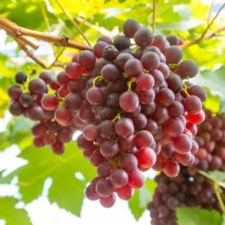 Pair Of Table Grape Vines -Yougarden Shop 340070 5