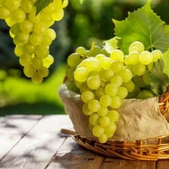 Pair Of Table Grape Vines -Yougarden Shop 340070 6
