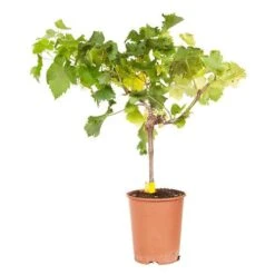 Pair Of Table Grape Vines -Yougarden Shop 340070 8