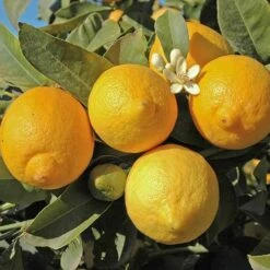 Orange And Lemon Tree Collection -Yougarden Shop 340073 2